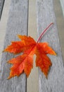 Red Autumn Maple Leaf