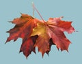 Red autumn maple leaf