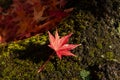 Red autumn maple leaf on green moss stone. Japan beautiful season change Royalty Free Stock Photo