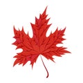Red autumn maple leaf Isolated Canadian maple leaf