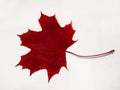 Red autumn maple leaf on white
