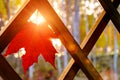 Red autumn maple leaf on the wooden lattice of the summer terrace of a country house in the rays of the setting sun Royalty Free Stock Photo