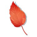 Red autumn maple leafe isolated on white background