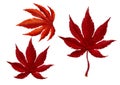 Red autumn Maple Leave Watercolor Royalty Free Stock Photo