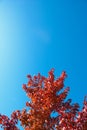 Red autumn maple leaves with blue sky