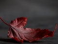 Red autumn maple leaves detailed on black concrete background. Close up. Colorful backround image of fallen autumn Royalty Free Stock Photo