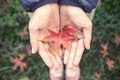 Red autumn maple leaves fall in hands Royalty Free Stock Photo