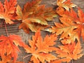 Red autumn maple leaves on an old wooden board background
