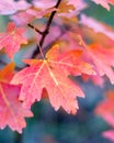 Red autumn maple leaves on the tree, Squaw Peak, Utah, USA