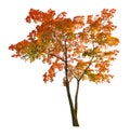 Red autumn maple tree isoalted on white