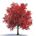 Red autumn maple tree isolated on white. 3D illustration Royalty Free Stock Photo