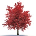 Red autumn maple tree isolated on white. 3D illustration Royalty Free Stock Photo