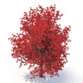 Red autumn maple tree isolated on white. 3D illustration Royalty Free Stock Photo