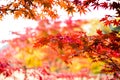 Red Autumn maple tree leaves, colorful maple trees, Red autumn leaves season in autumn park, Japan autumn season Royalty Free Stock Photo