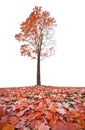 Red autumn maple tree and leaves on grass Royalty Free Stock Photo