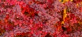 red autumn november leaves nature background of barberry