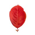 Red autumn oval leaf isolated on white background