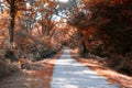 Red autumn path wood Ustaritz