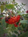 Red autumn perfect Ashberry drops