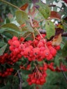 Red autumn perfect Ashberry drops