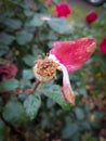 Red autumn perfect wilted rose