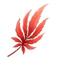 Red autumn single leaf. Watercolor illustration. Hand drawn scarlet maple leaf. Tree foliage autumnt element. Decorative