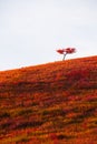 Red autumn tree on the hill against the sky Royalty Free Stock Photo