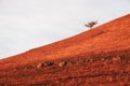 Red autumn tree on the hill with dry yellow grass Royalty Free Stock Photo