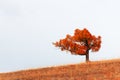 Red autumn tree on the hill Royalty Free Stock Photo