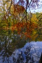 red autumn tree reflected in the surface water of the lake in Boschi di Carrega, Emilia-Romagna, Italy Royalty Free Stock Photo