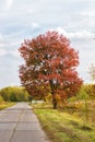Red autumn tree and a road of plates Royalty Free Stock Photo