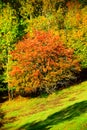 red autumn tree at Weinfelder Maar