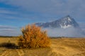 Red autumn treein a prairie and rock in a snow beyond