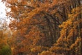 Red autumn trees