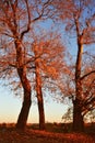 Red autumn trees.