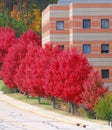 Red autumn trees in a row at road side outside company building Royalty Free Stock Photo