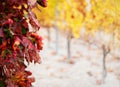 Red autumn vine leaves closeup with row of yellow vine plants in out of focus background