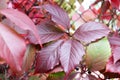 Red autumn Virginia creeper five-leaved ivy leaf close up macro background Royalty Free Stock Photo