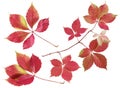 Red autumn wild grape branch with orange leaves set isolated on white background Royalty Free Stock Photo