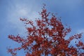 Red autumnal foliage of rowan against blue sky in October Royalty Free Stock Photo