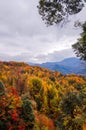 Red autumnal leaves Royalty Free Stock Photo