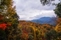 Red autumnal leaves Royalty Free Stock Photo