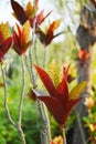 Red autumnal leaves