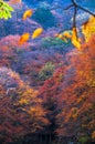 Red autumnal leaves Royalty Free Stock Photo