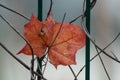 red autumnal maple leaf in metallic fence in public Royalty Free Stock Photo