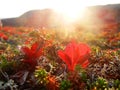 Red autumnal mountain plants in a sunset