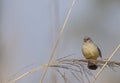 Red avadavat bird perching on tree Royalty Free Stock Photo