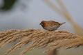 Spotted munia