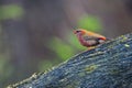 Red Avadavat basking on a trea trunk Royalty Free Stock Photo