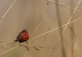 Red avadavat bird perching on tree Royalty Free Stock Photo
